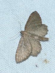 Philereme vetulata