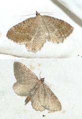 Philereme vetulata