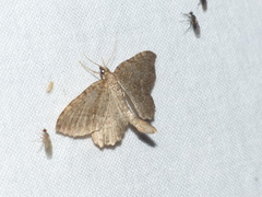Philereme vetulata
