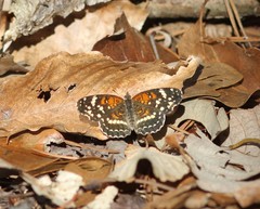 Anthanassa texana seminole