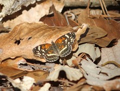 Anthanassa texana seminole