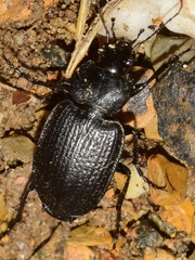 Licinus punctatulus granulatus