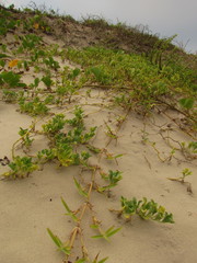 Acicarpha bonariensis