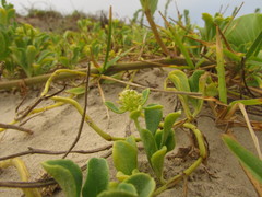 Acicarpha bonariensis
