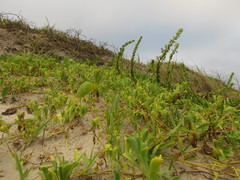 Acicarpha bonariensis