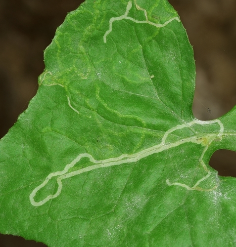 Leafminer Fly