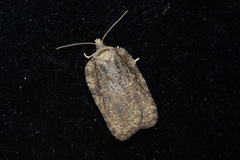 Acleris chalybeana