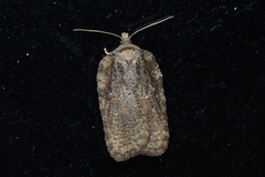 Acleris chalybeana