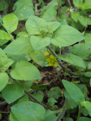 Lysimachia japonica
