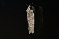 Acleris chalybeana