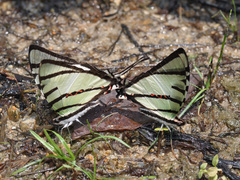 Graphium agetes