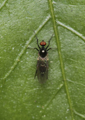 Diptera