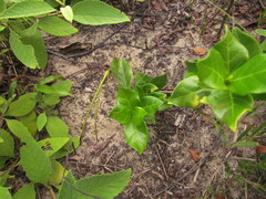 Forsteronia leptocarpa