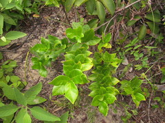 Forsteronia leptocarpa