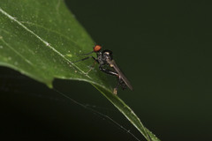 Diptera