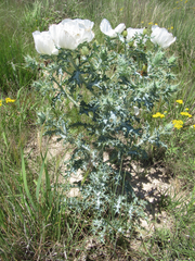 Argemone squarrosa