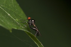 Diptera
