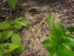 Forsteronia leptocarpa