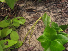 Forsteronia leptocarpa