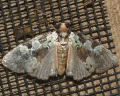 Leuconycta lepidula