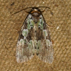 Leuconycta lepidula