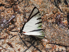 Graphium agetes