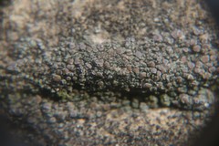 Lecania rabenhorstii