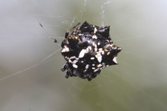 Thelacantha brevispina