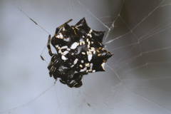 Thelacantha brevispina