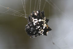 Thelacantha brevispina