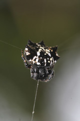 Thelacantha brevispina
