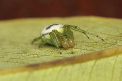 Bijoaraneus mitificus