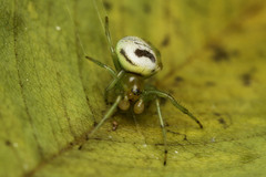 Bijoaraneus mitificus