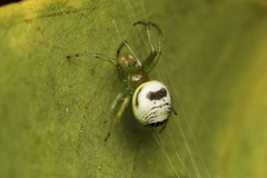 Bijoaraneus mitificus