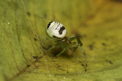 Bijoaraneus mitificus