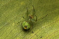 Bijoaraneus mitificus