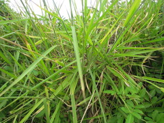 Urochloa brizantha