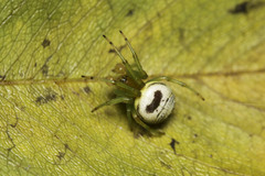 Bijoaraneus mitificus