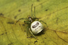 Bijoaraneus mitificus