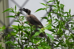Philemon argenticeps