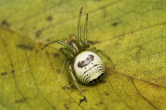 Bijoaraneus mitificus