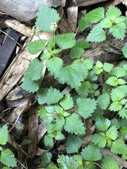 Nanocnide japonica