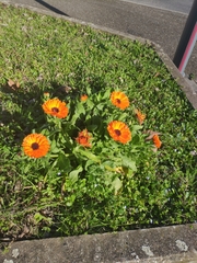 Calendula officinalis
