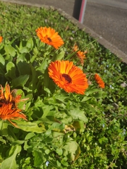 Calendula officinalis