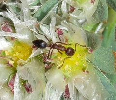 Monomorium subopacum