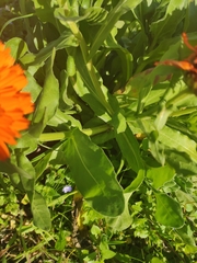 Calendula officinalis