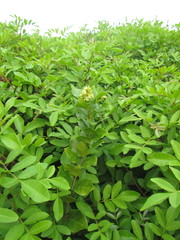 Forsteronia leptocarpa