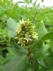 Forsteronia leptocarpa