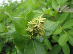 Forsteronia leptocarpa