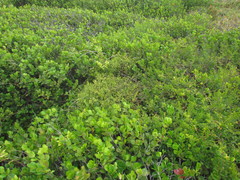 Baccharis microdonta